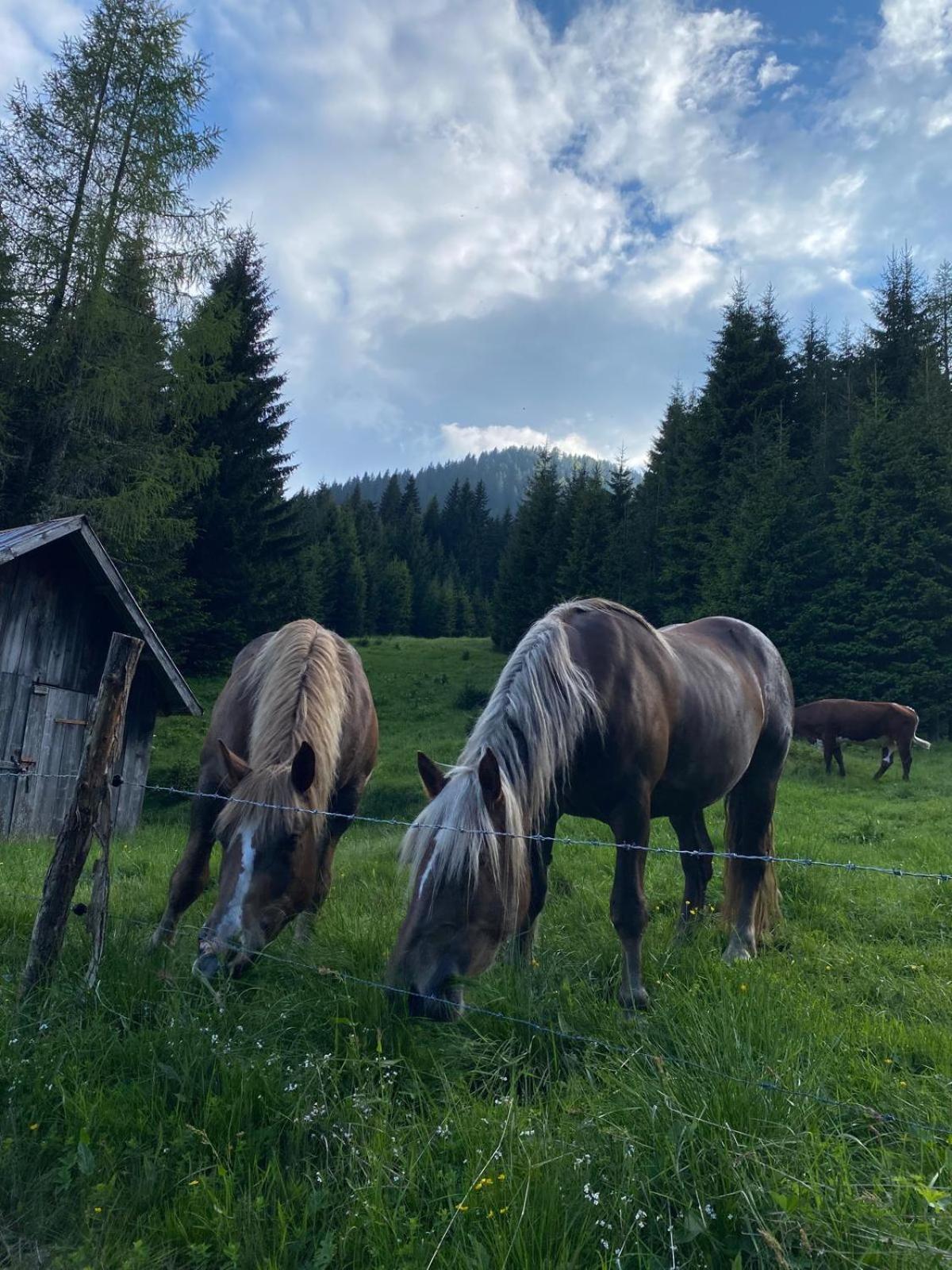 Baita Alpenrose Villa Ugovizza Luaran gambar